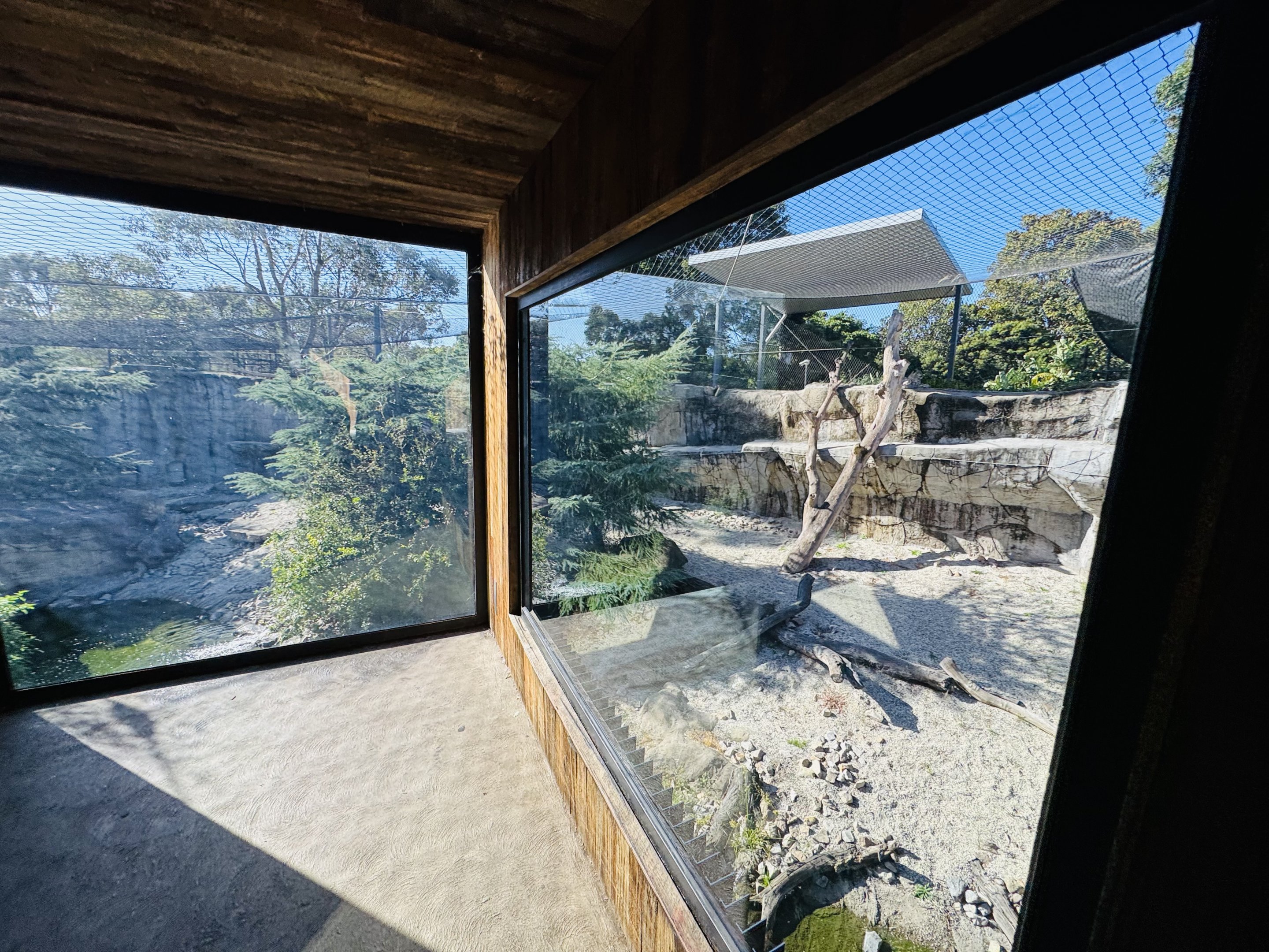 Snow leopard enclosure #1