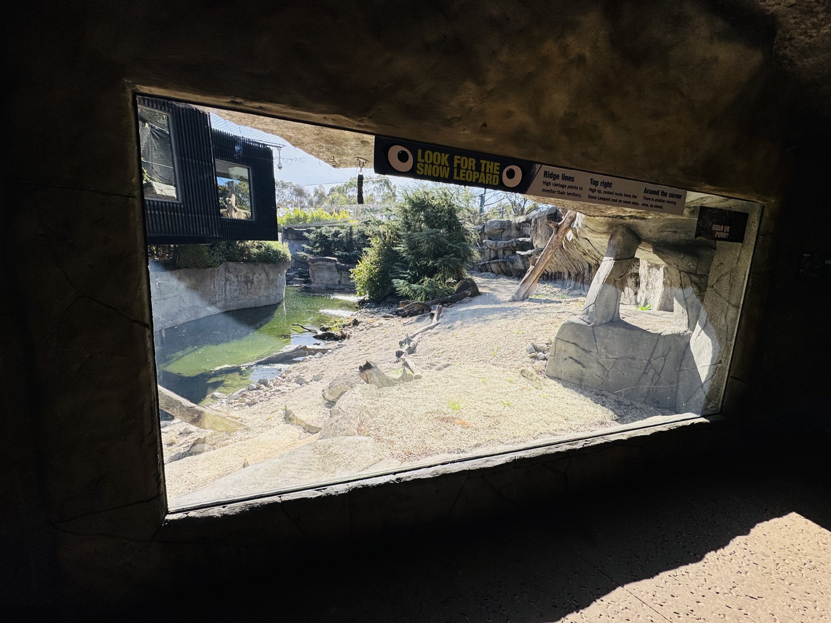 Snow leopard enclosure #1