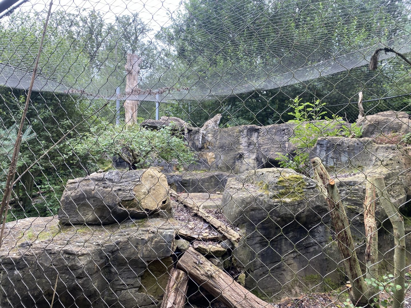 Snow leopard enclosure 120821