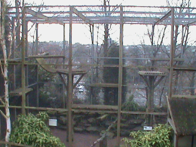 Snow leopard enclosure 121210