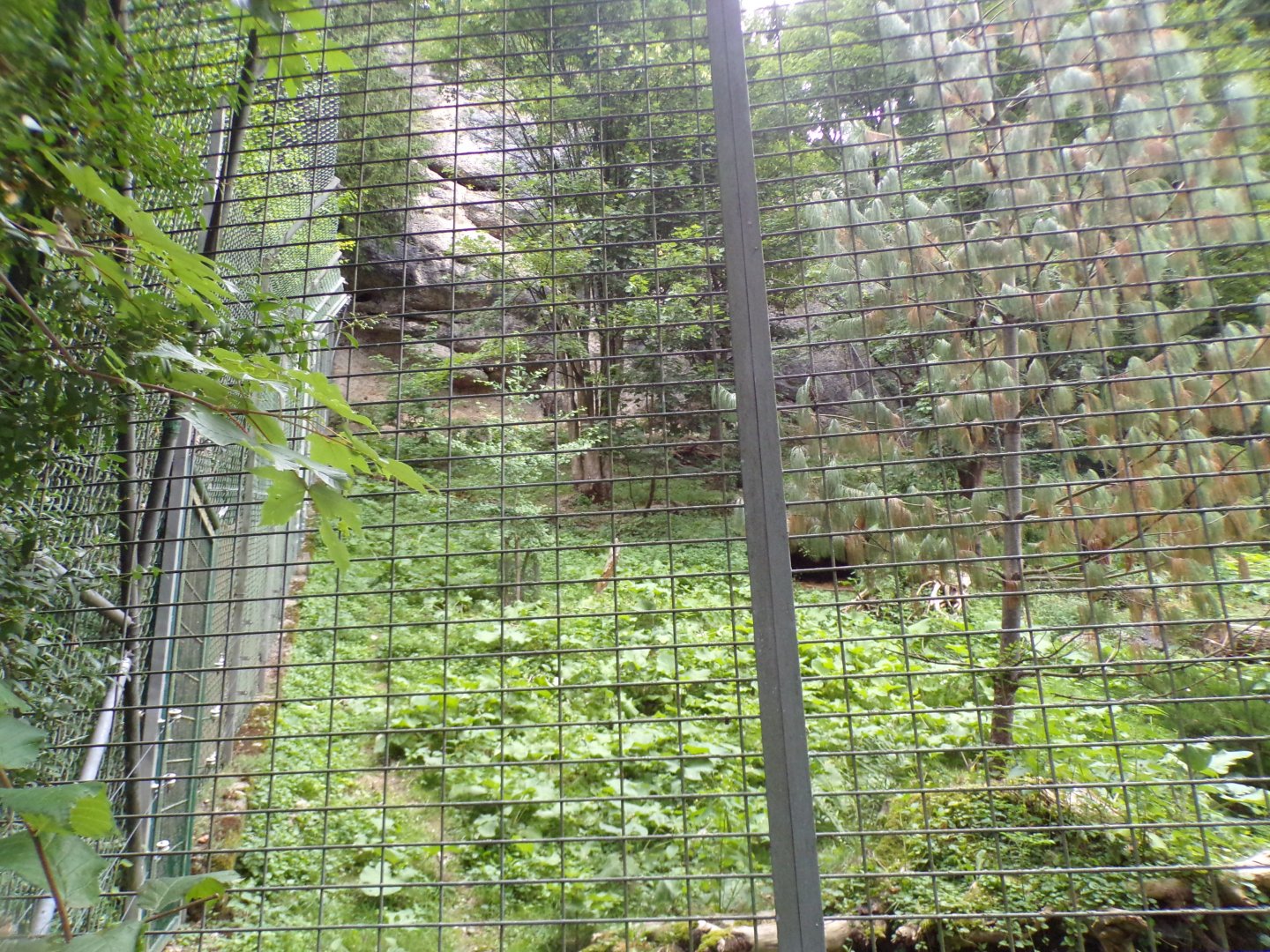 Snow leopard enclosure 13.7.25