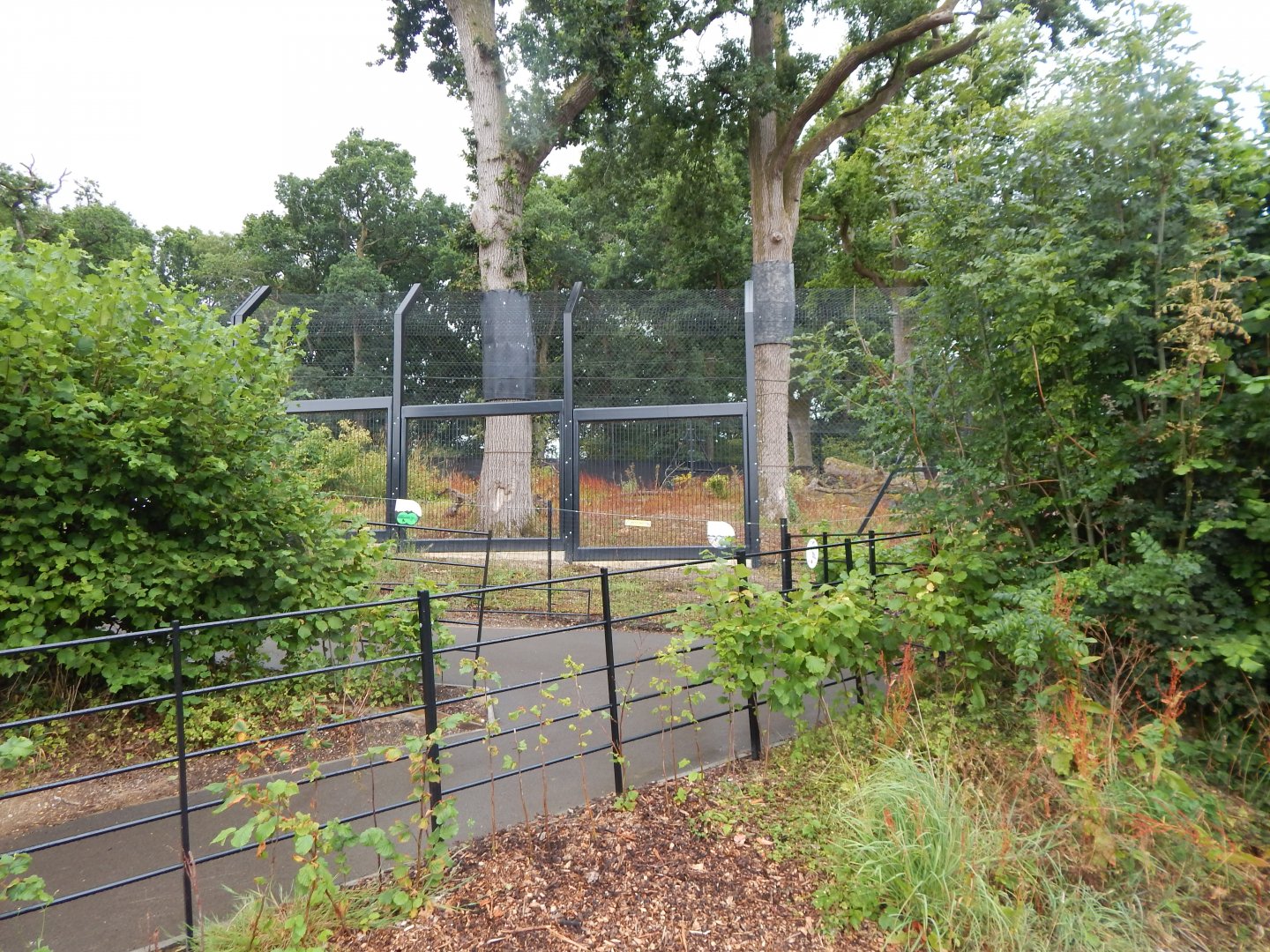 Snow leopard enclosure 150725