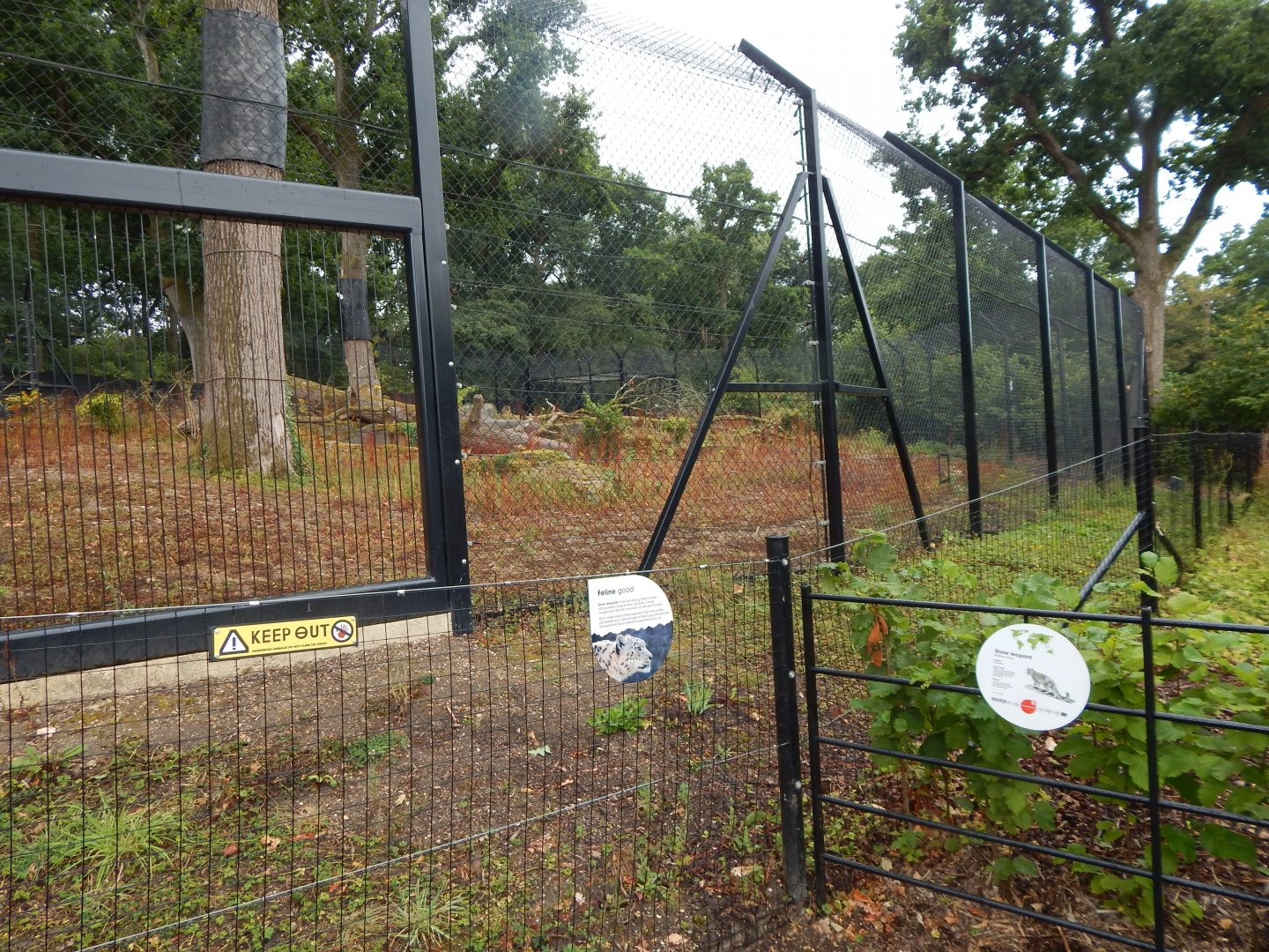 Snow leopard enclosure 150725