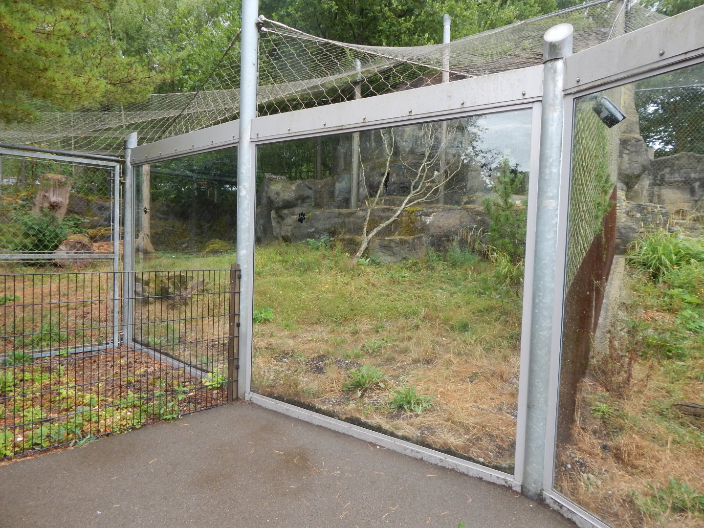 Snow leopard enclosure 150725
