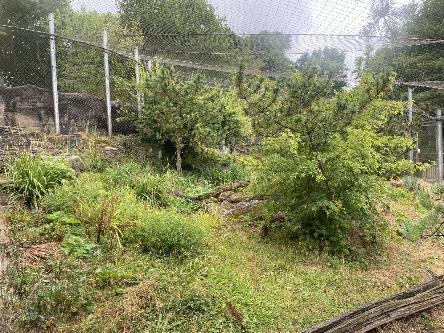 Snow leopard enclosure 150725