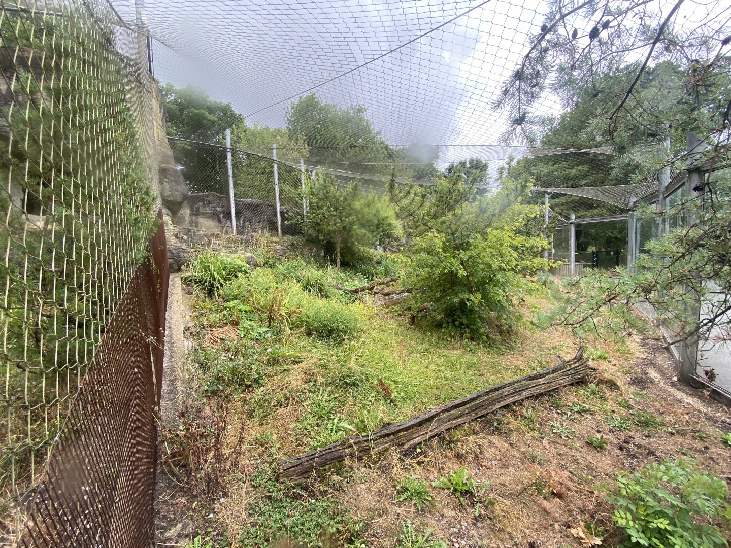 Snow leopard enclosure 150725