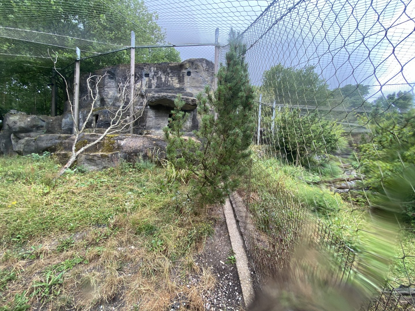 Snow leopard enclosure 150725