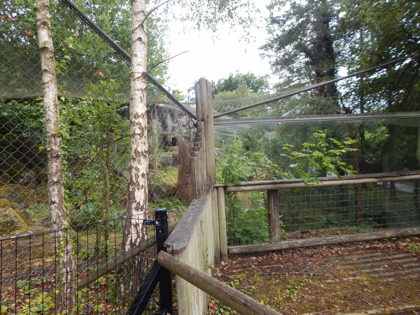 Snow leopard enclosure 150725