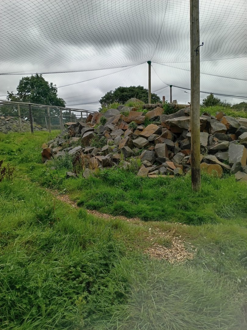 Snow Leopard enclosure 17/8/23