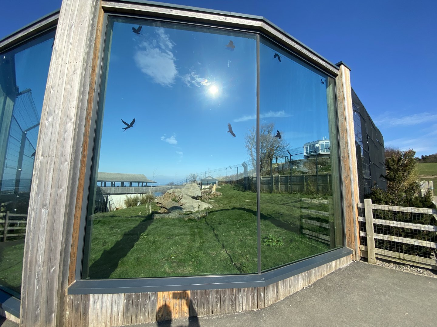 Snow leopard enclosure 190325