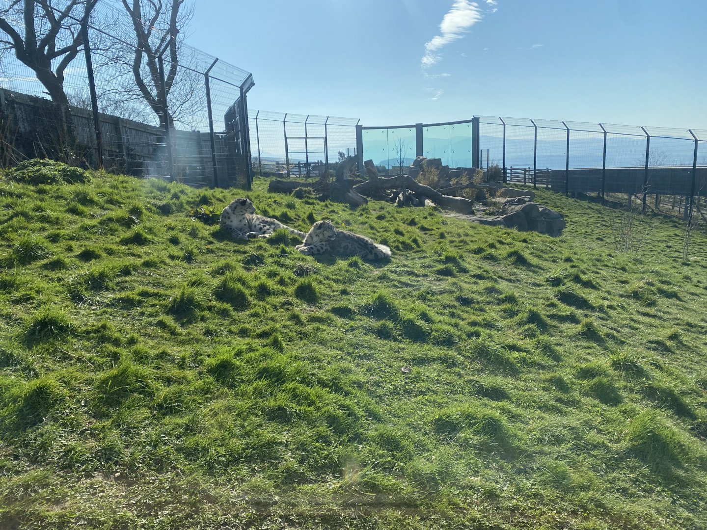 Snow leopard enclosure 190325