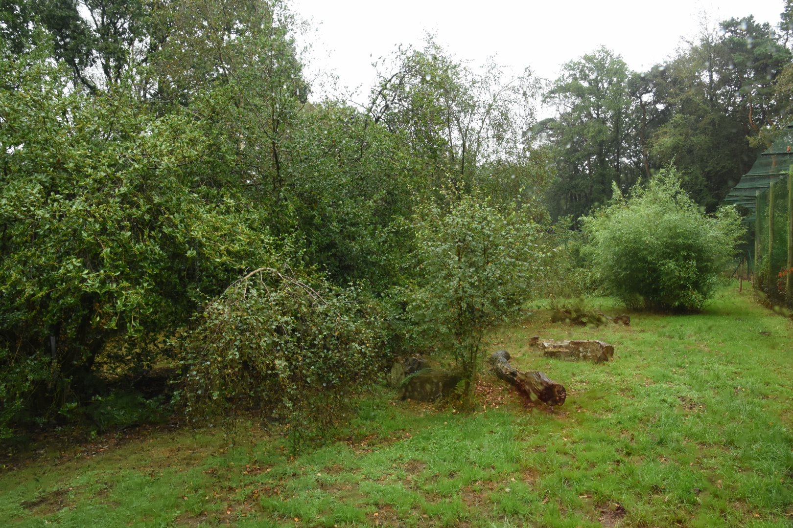 Snow Leopard enclosure 1st view