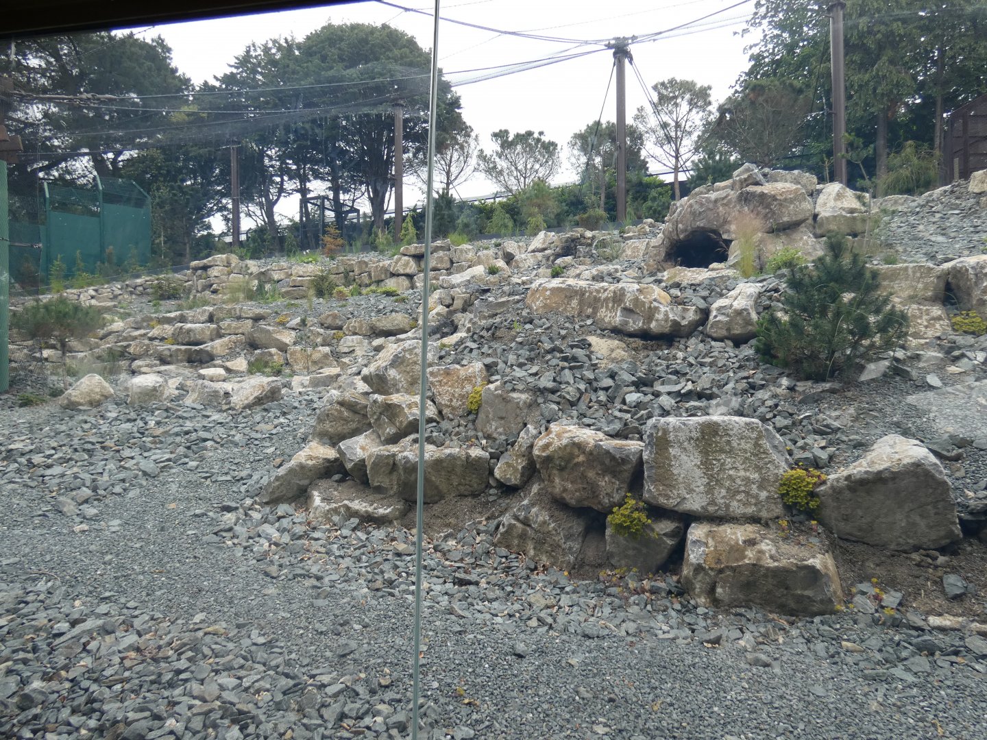 Snow leopard enclosure (2)