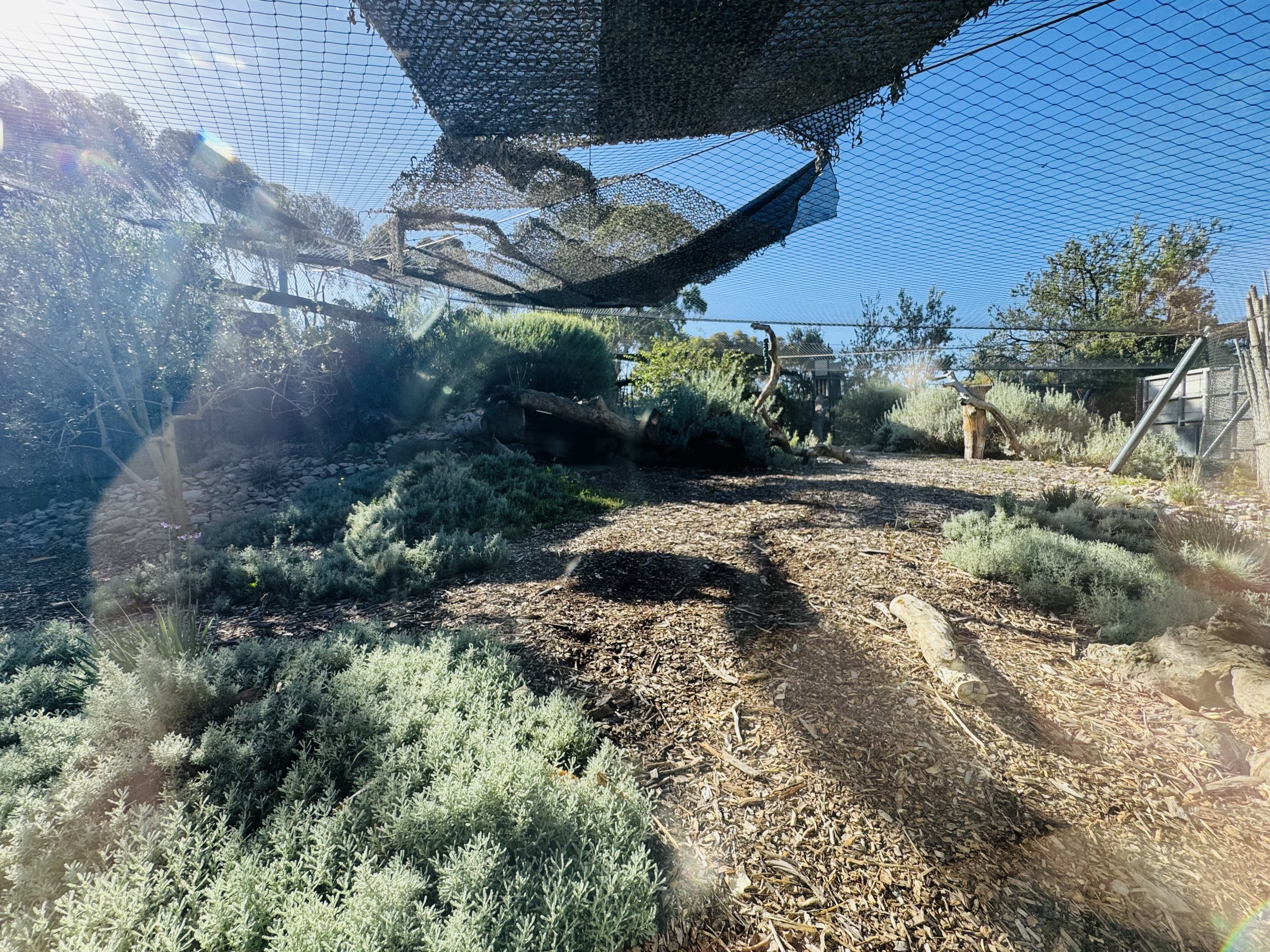 Snow leopard enclosure #2