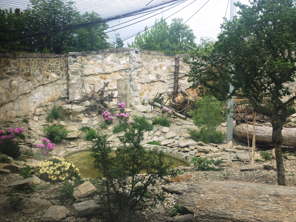 Snow leopard enclosure 21/05/2019