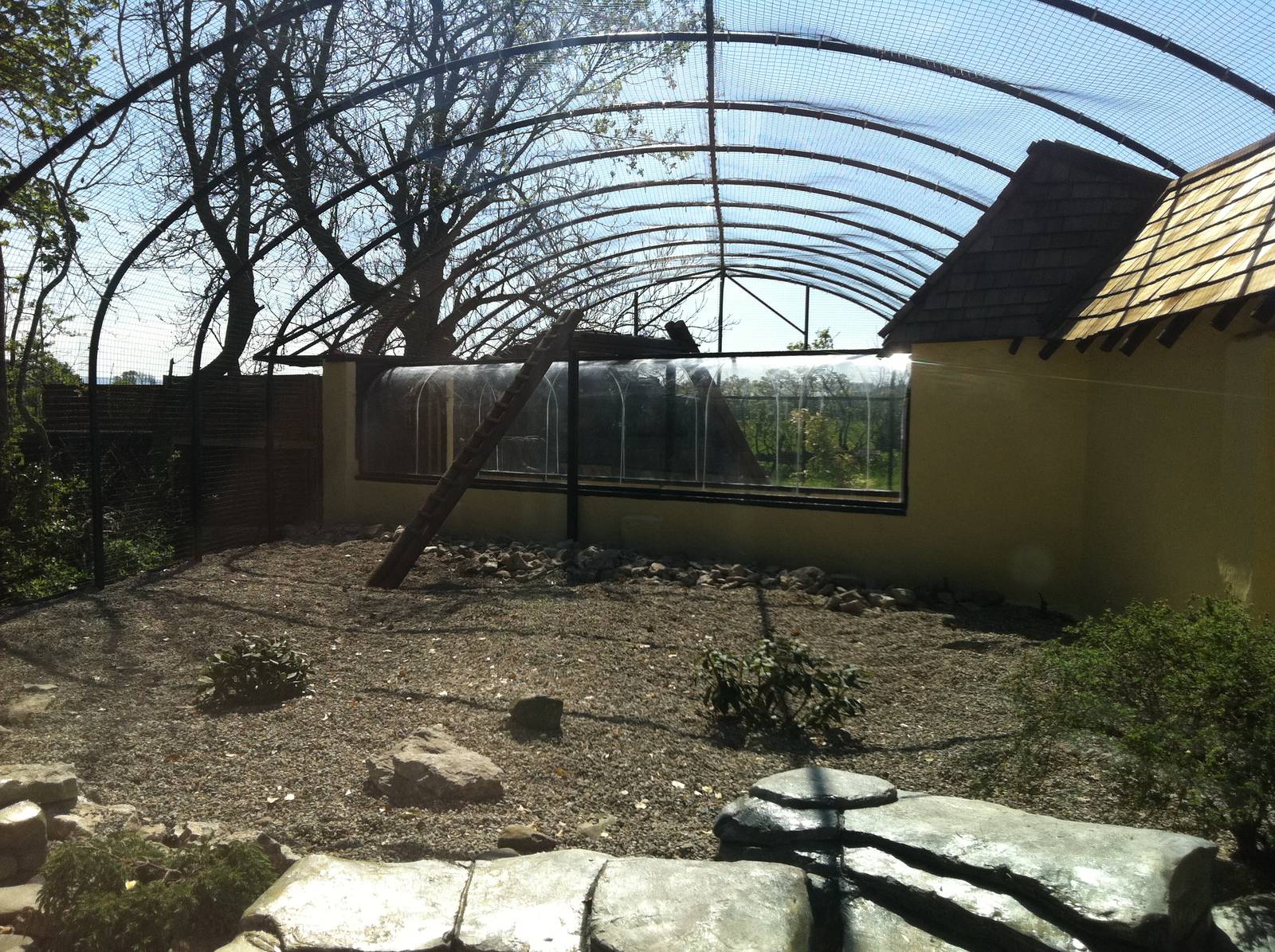 Snow Leopard Enclosure - 24th April 2011