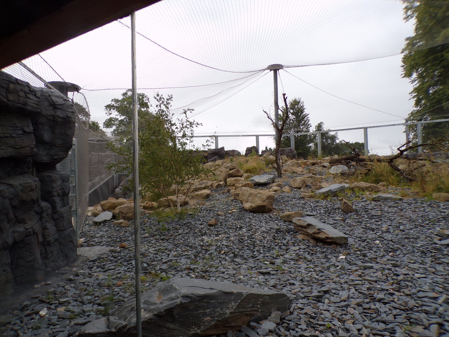 Snow leopard enclosure 29.6.24