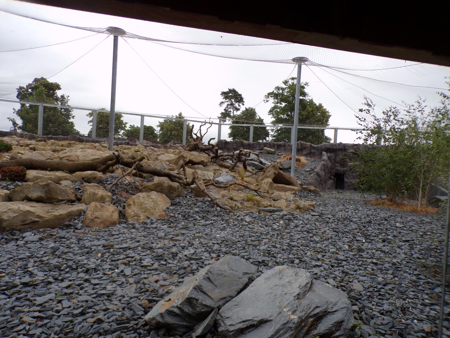 Snow leopard enclosure 29.6.24