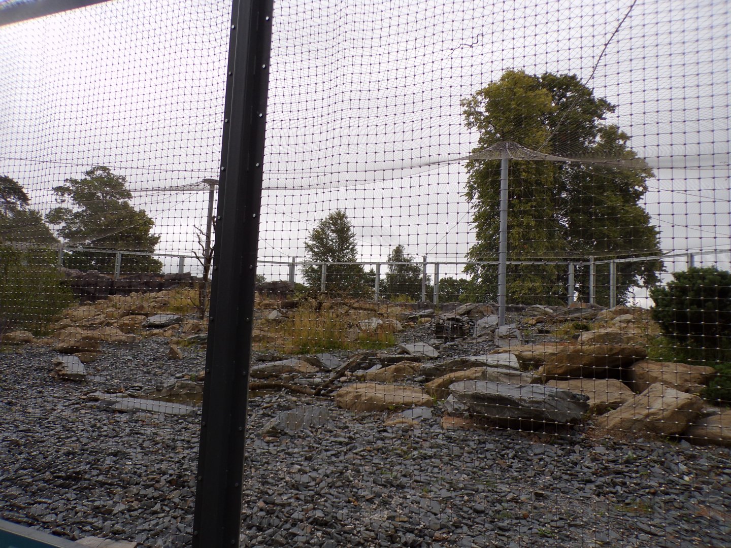 Snow leopard enclosure 29.6.24