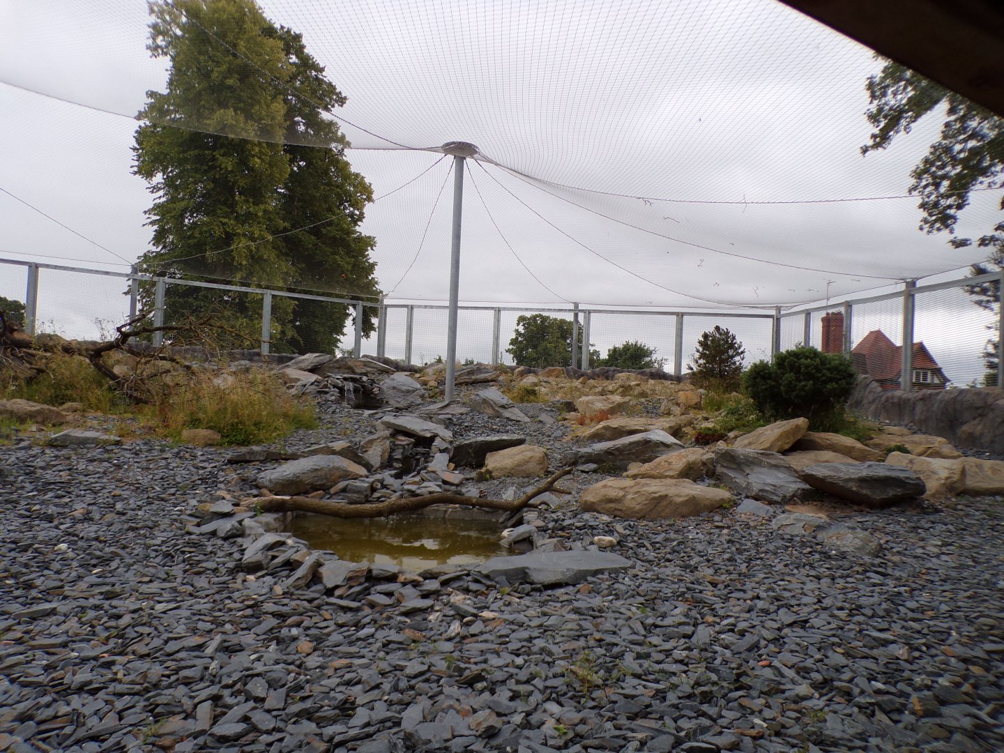 Snow leopard enclosure 29.6.24
