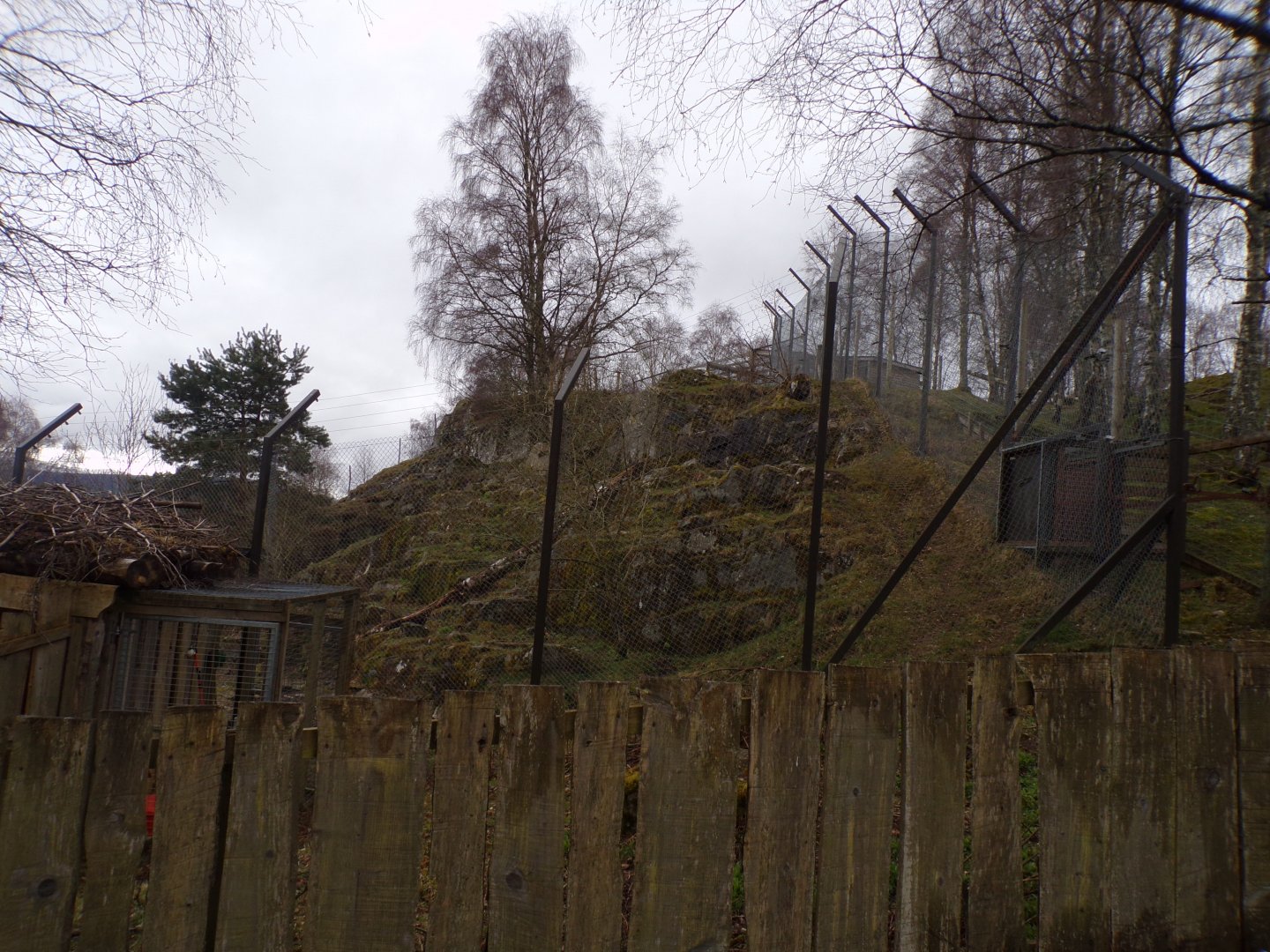 Snow leopard enclosure 5.4.24