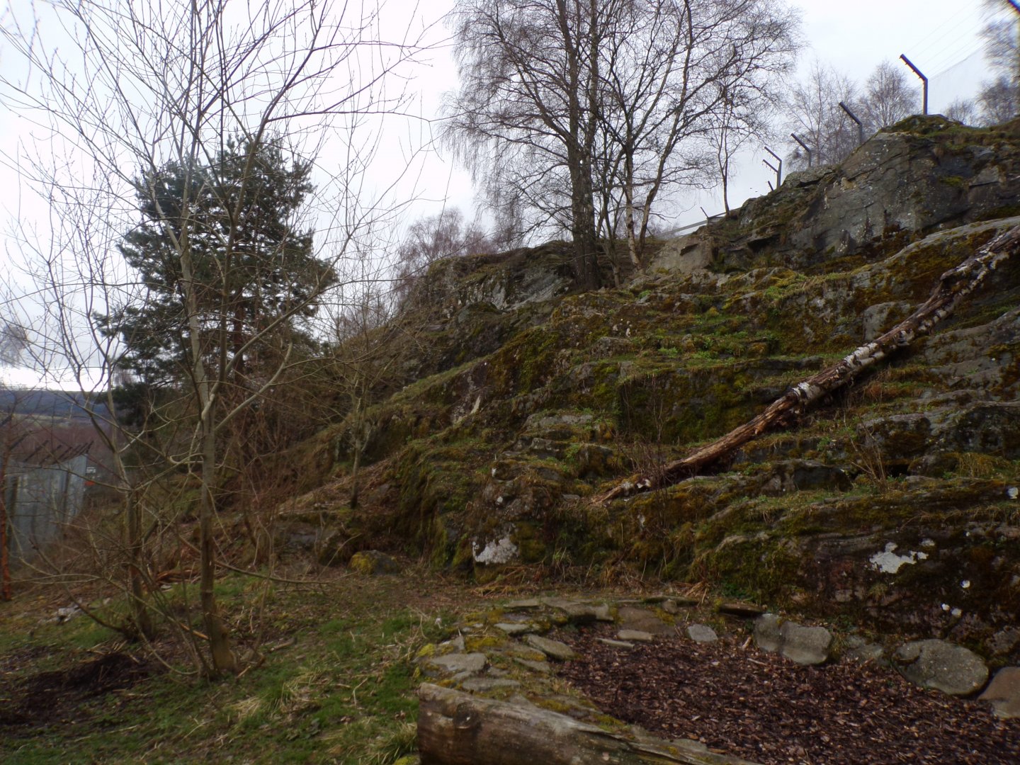 Snow leopard enclosure 5.4.24