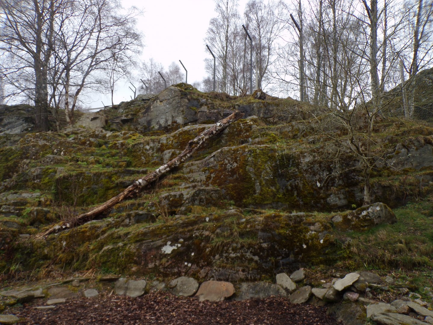 Snow leopard enclosure 5.4.24