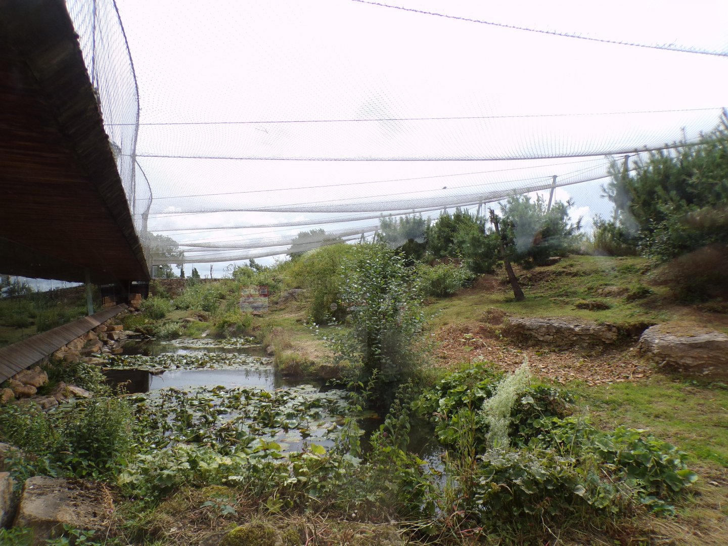 Snow leopard enclosure 7.7.24