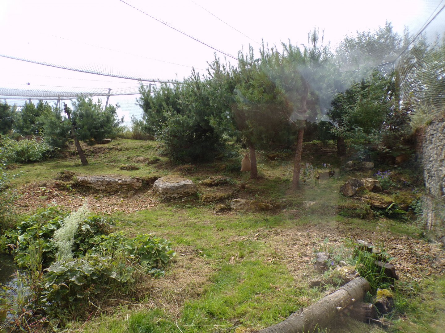 Snow leopard enclosure 7.7.24