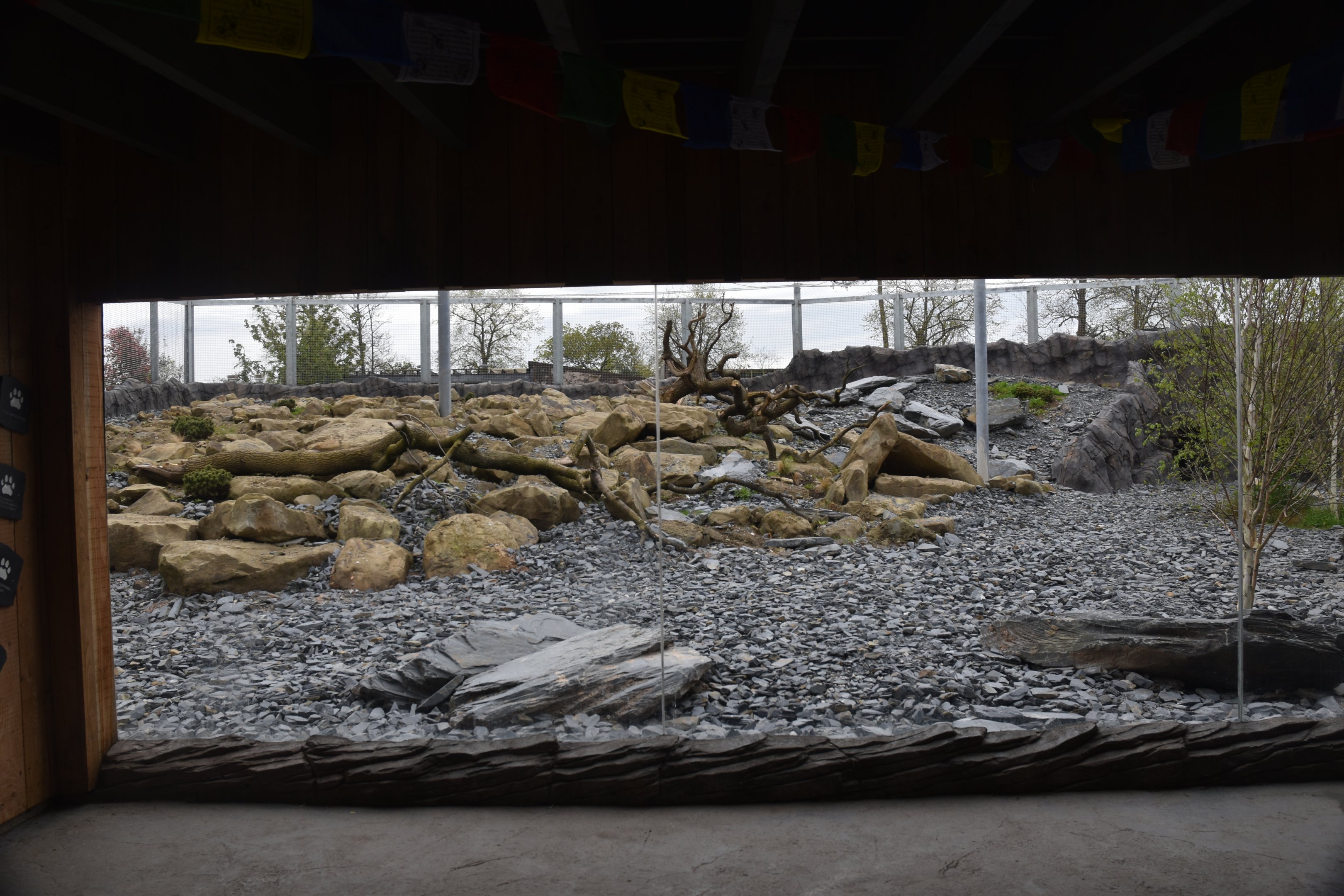 Snow Leopard Enclosure at Chester, 18th April 2024