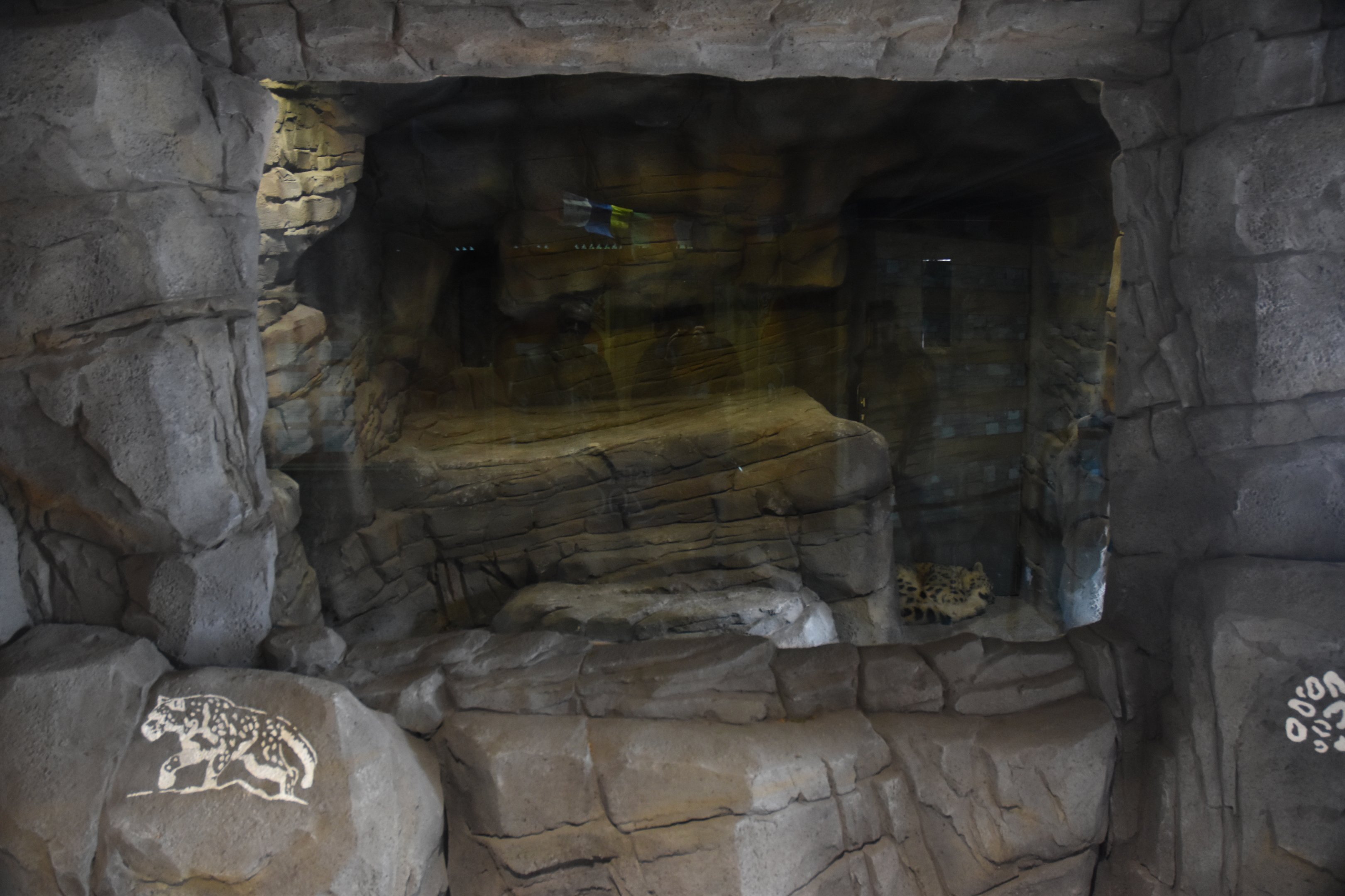 Snow Leopard Enclosure at Chester, 18th April 2024