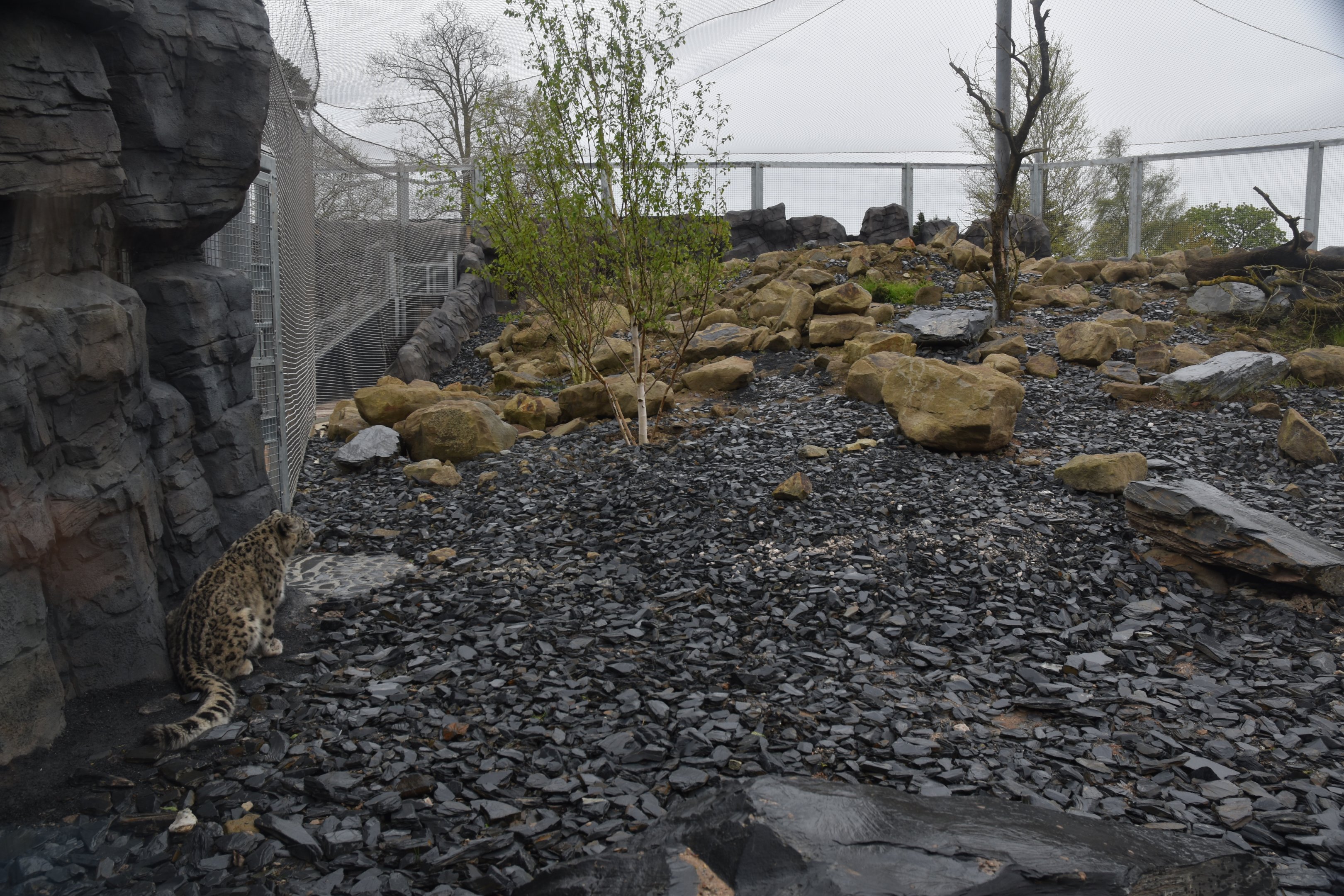 Snow Leopard Enclosure at Chester, 18th April 2024