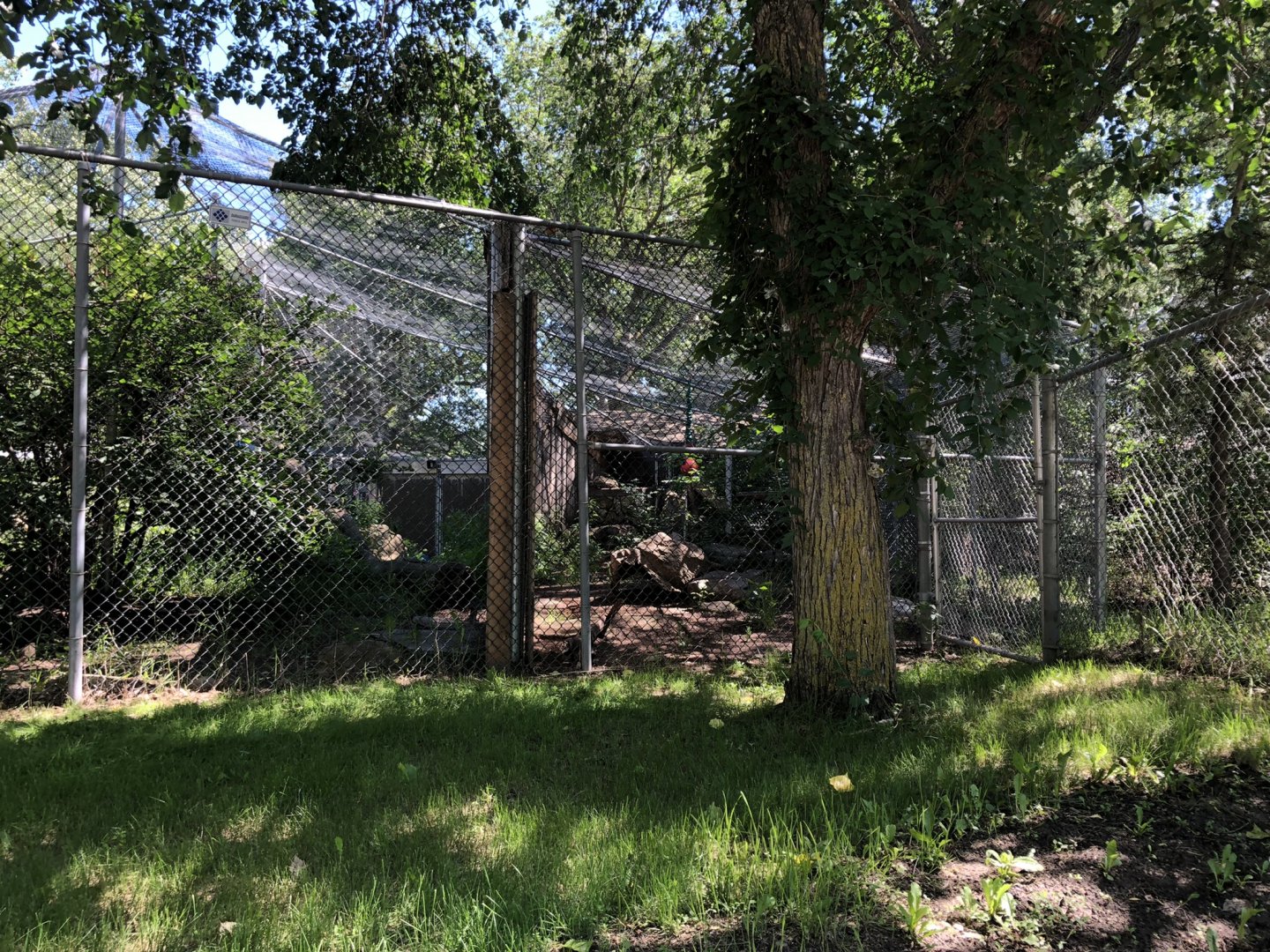 Snow Leopard Enclosure at Edmonton Valley Zoo (July 2022)