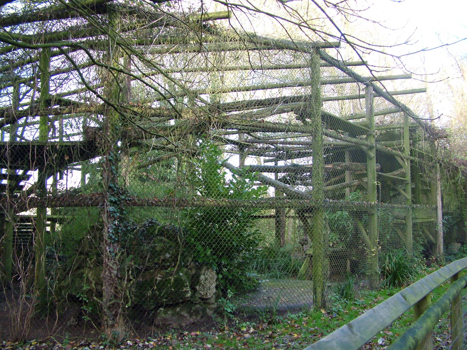 Snow Leopard enclosure at Howletts 26/11/09