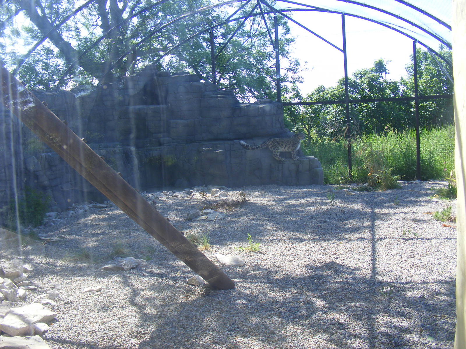 Snow leopard enclosure at Lakeland Wildlife Oasis, 14 June 2011