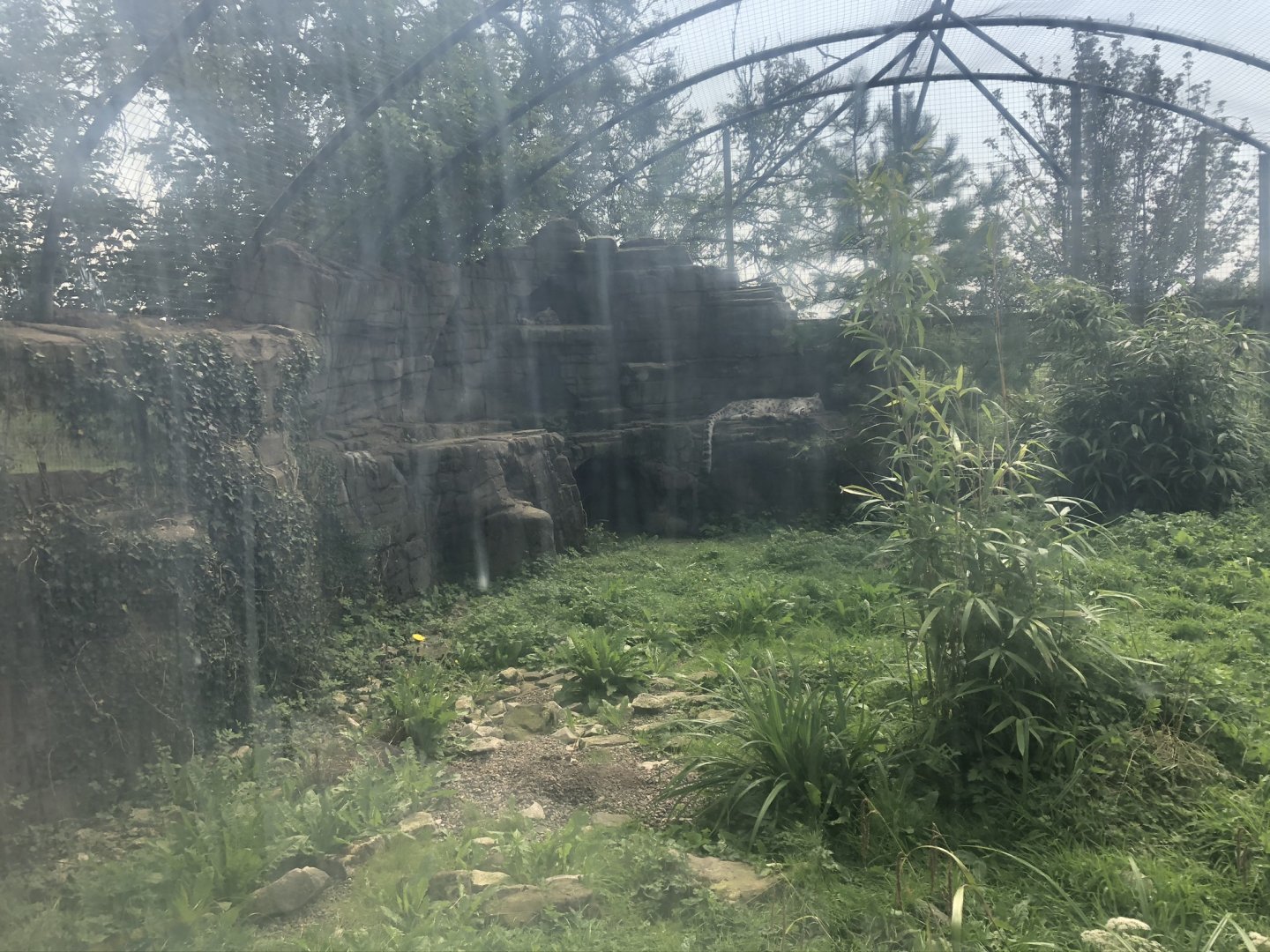 Snow Leopard Enclosure at Lakeland Wildlife Oasis (2020)
