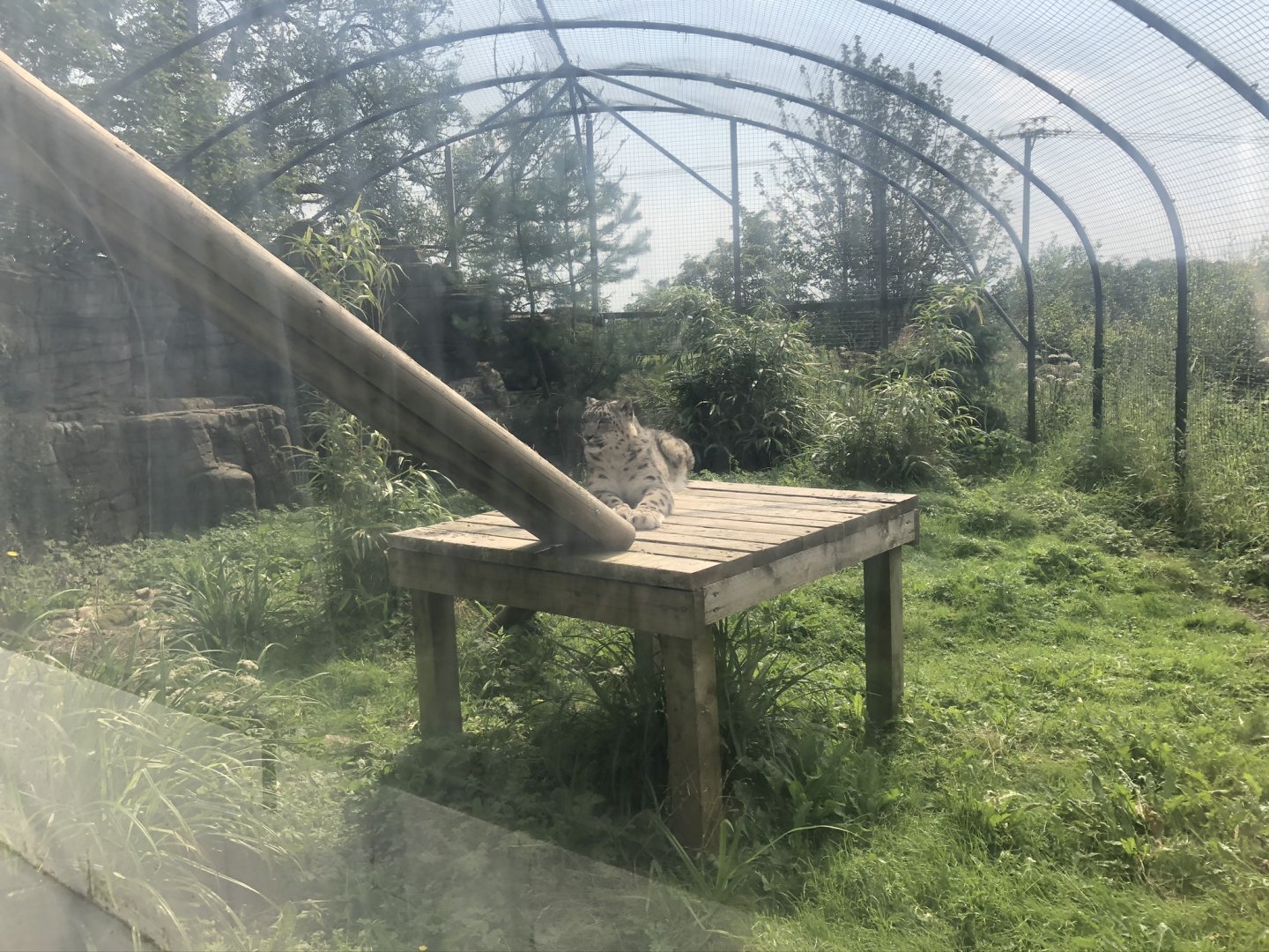 Snow Leopard Enclosure at Lakeland Wildlife Oasis (2020)