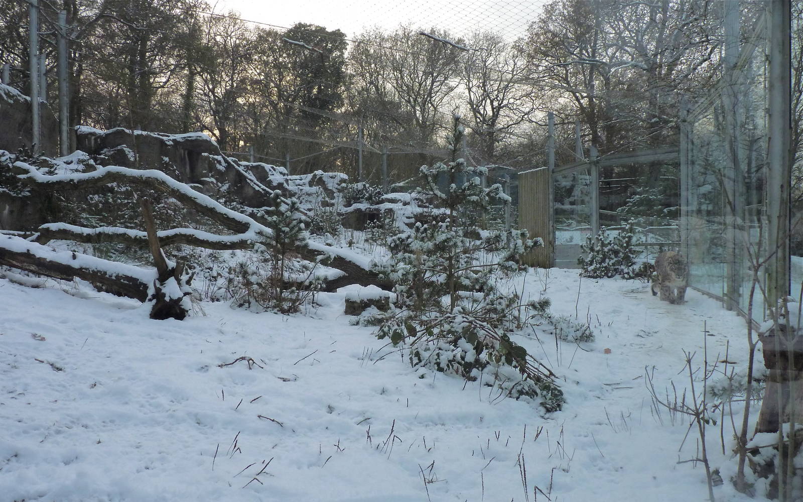 Snow Leopard Enclosure in the, well, snow