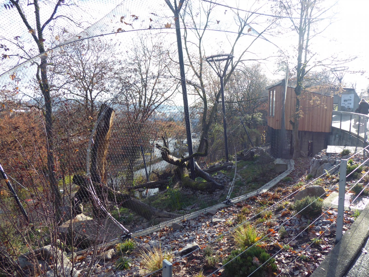 Snow leopard enclosure lower part 011218