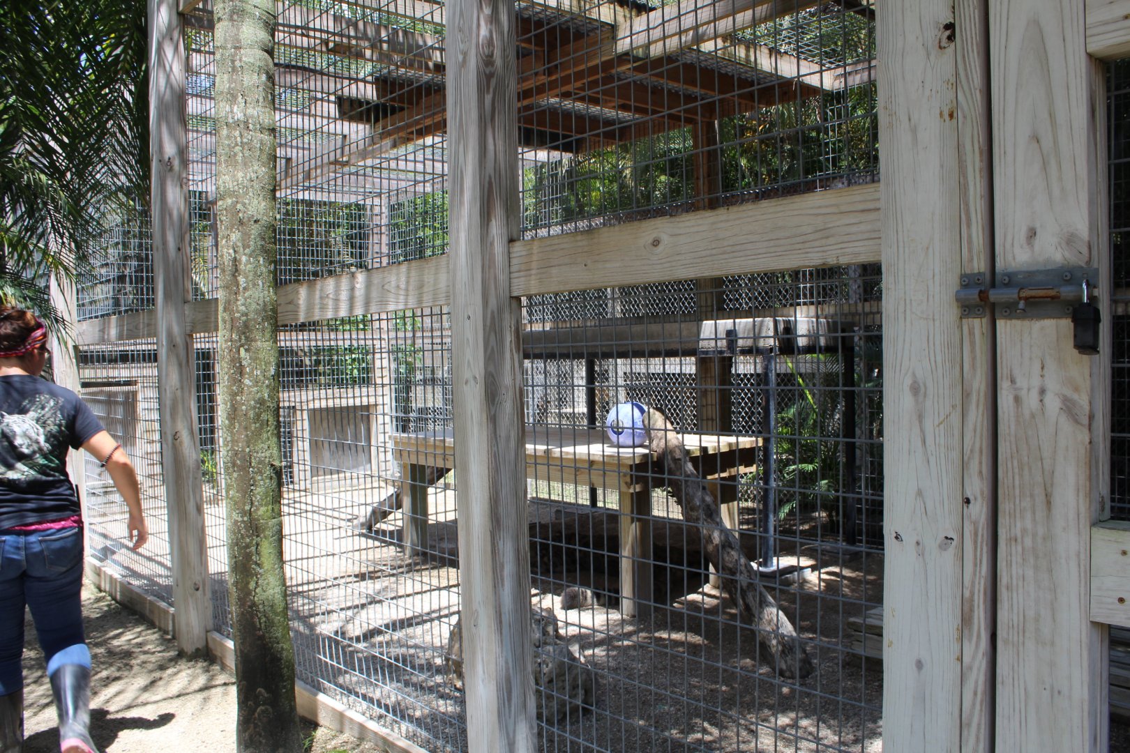 Snow Leopard Enclosure - Mccarthy Wildlife Sanctuary
