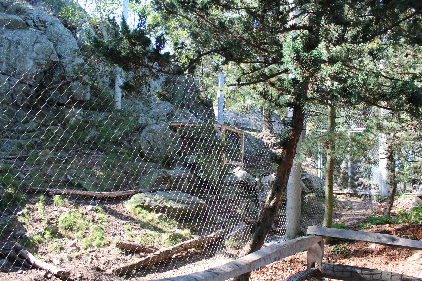 Snow Leopard Enclosure - Oct 2017