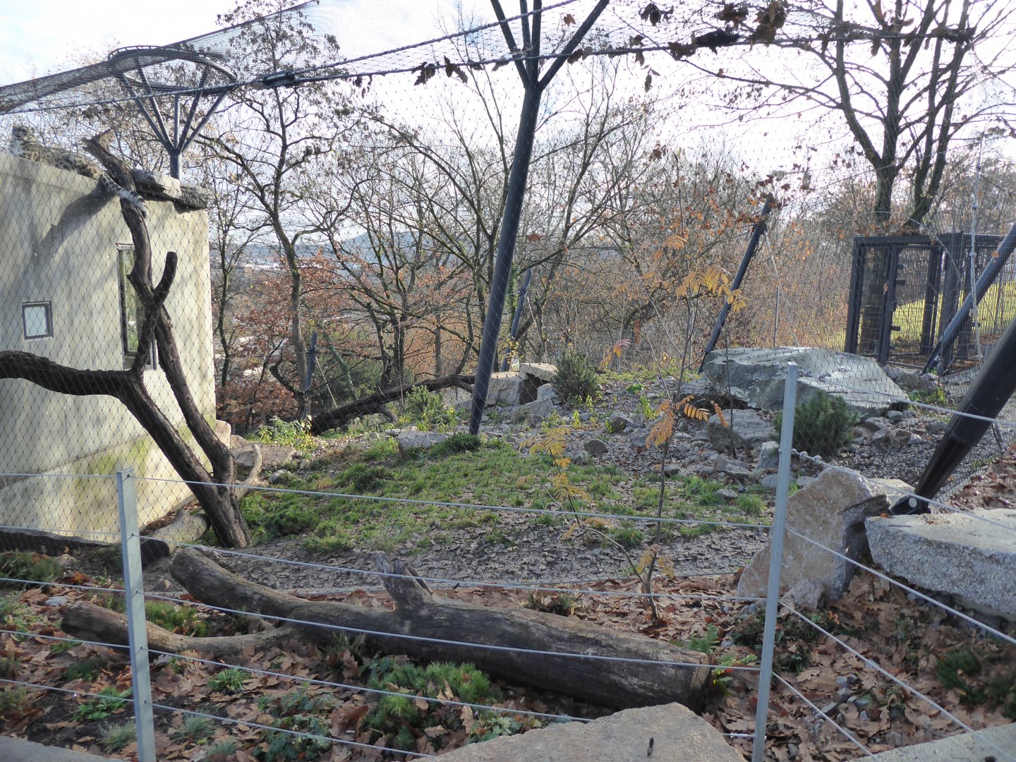 Snow leopard enclosure top part 011218