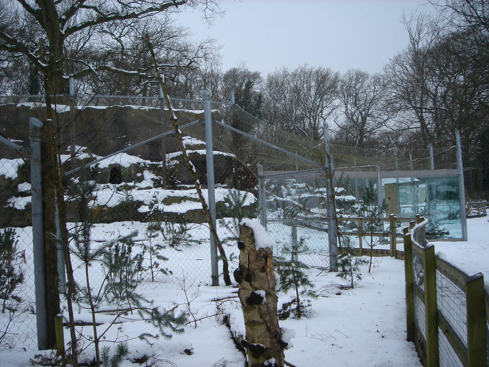 Snow Leopard enclosure with snow!