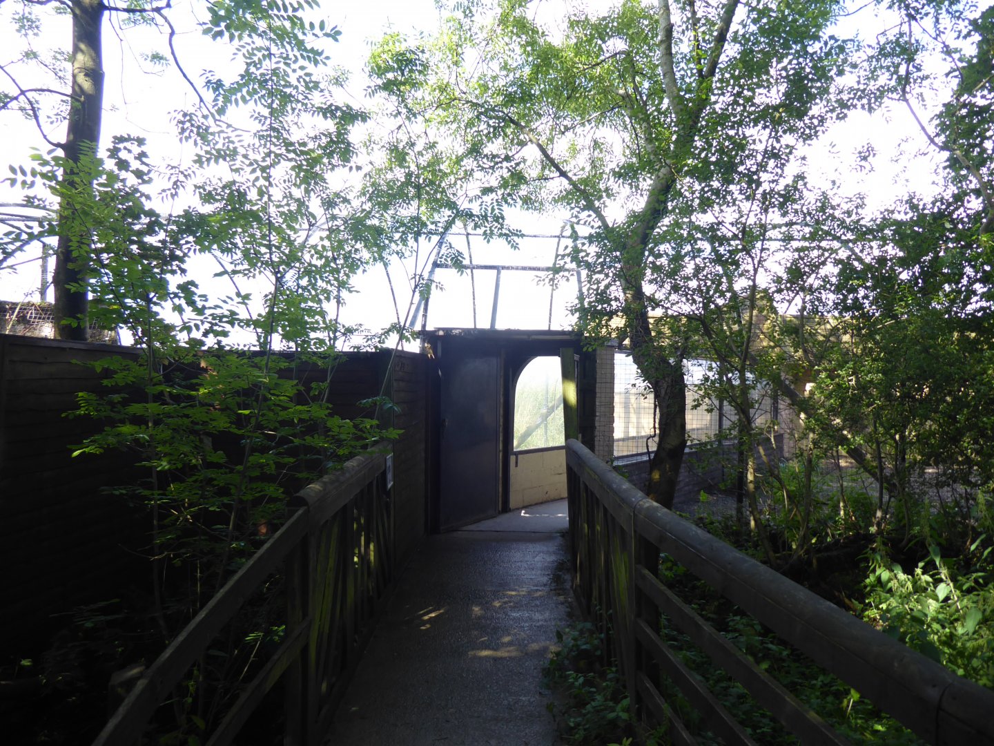 Snow leopard enclosure with walkthrough tunnel 010817