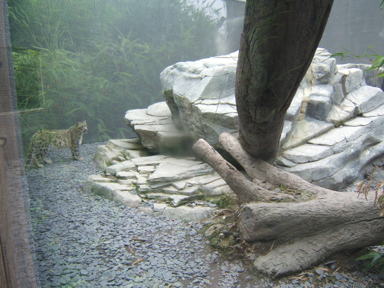 Snow Leopard enclosure
