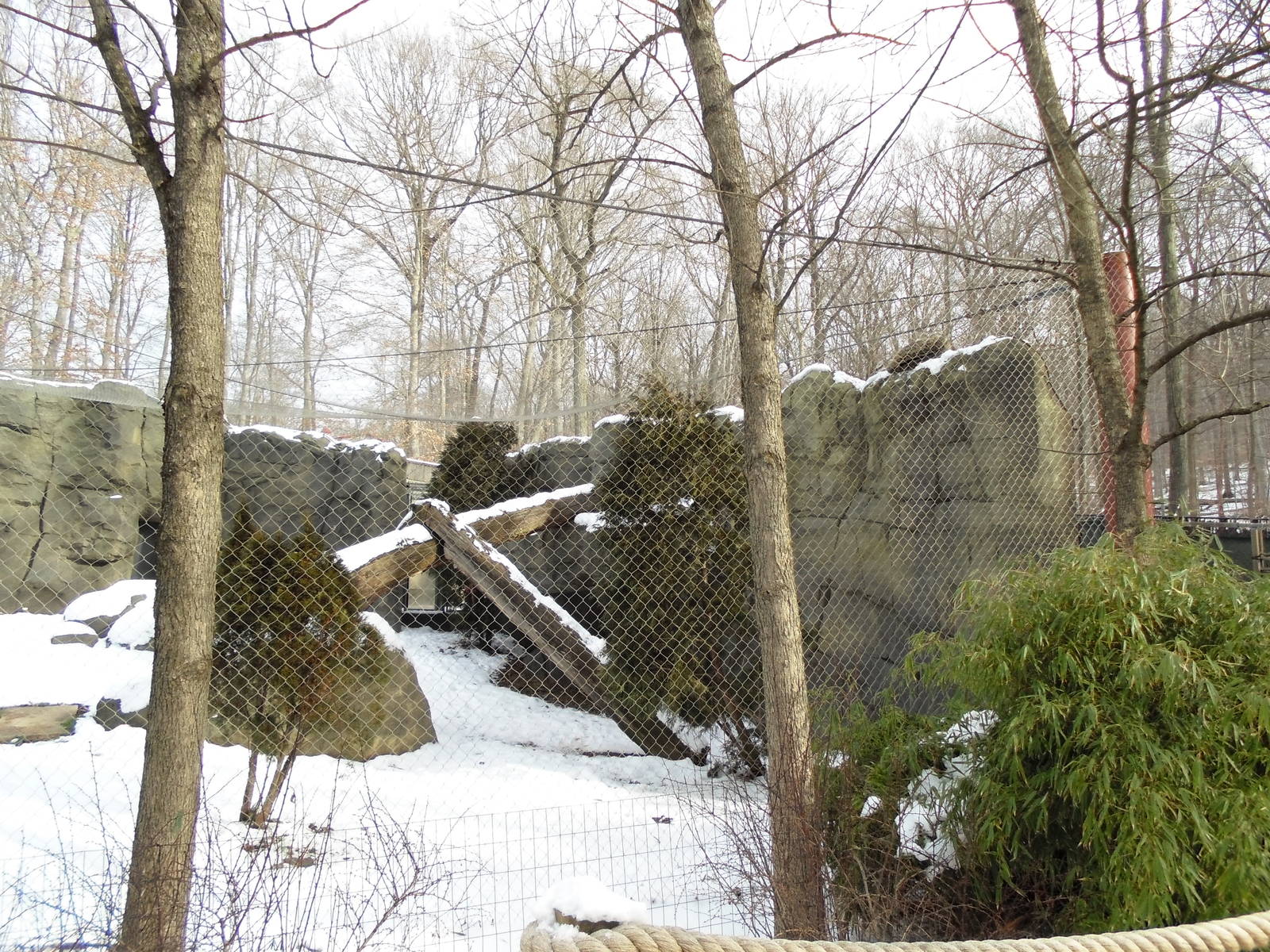 Snow Leopard Enclosure