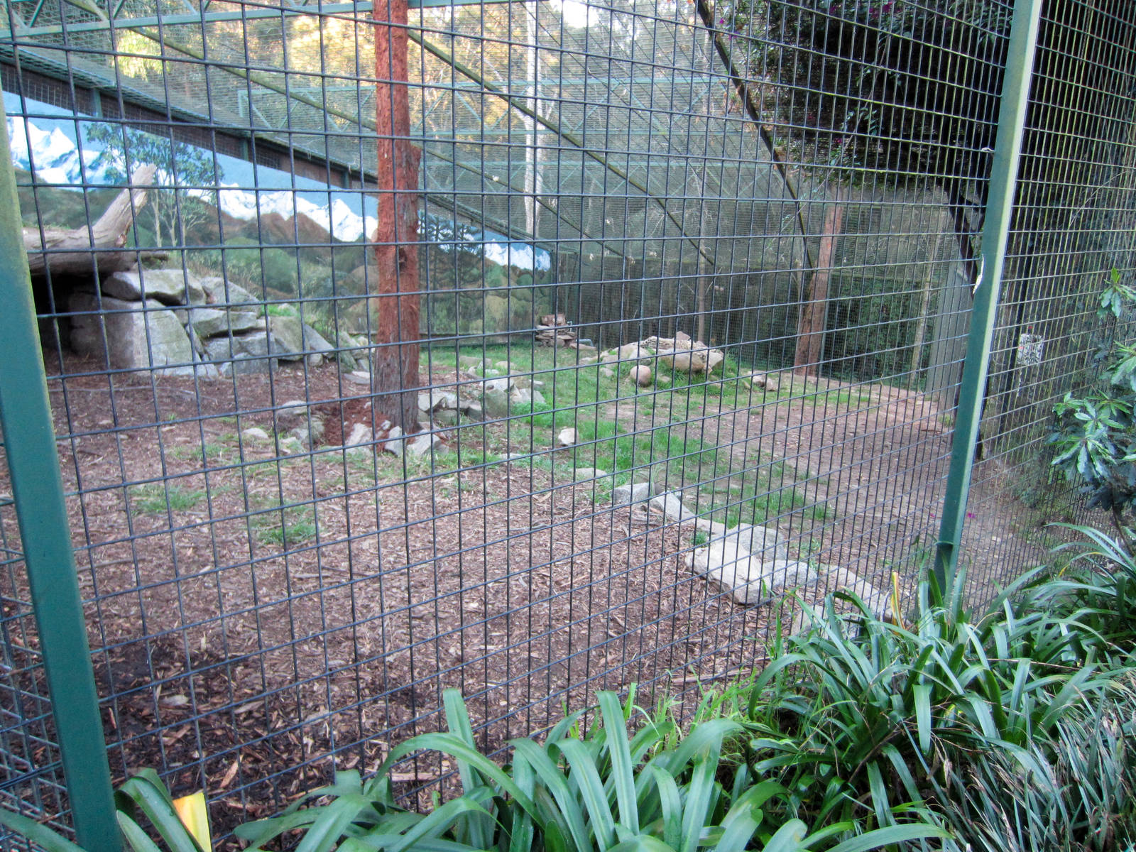 Snow Leopard enclosure