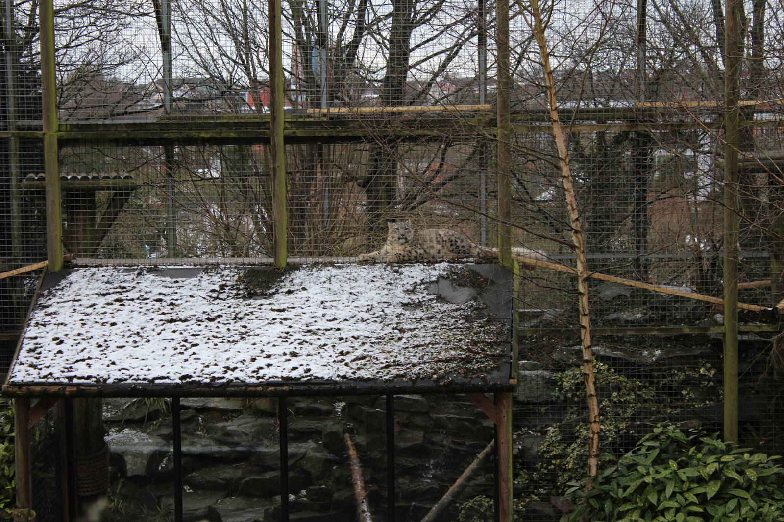 Snow Leopard enclosure