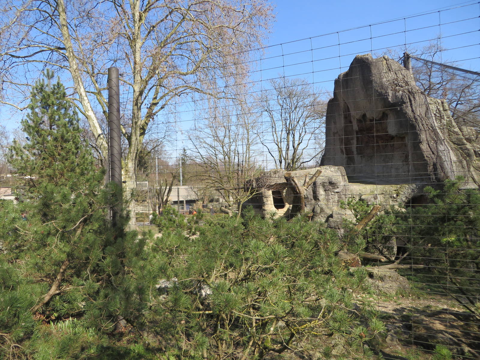 Snow leopard enclosure