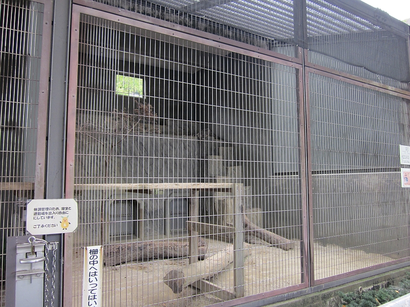 Snow leopard enclosure